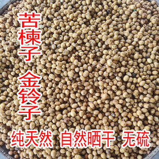 大别山野生苦楝子 天然无硫金铃子苦楝豆子 苦楝籽天然楝实批发