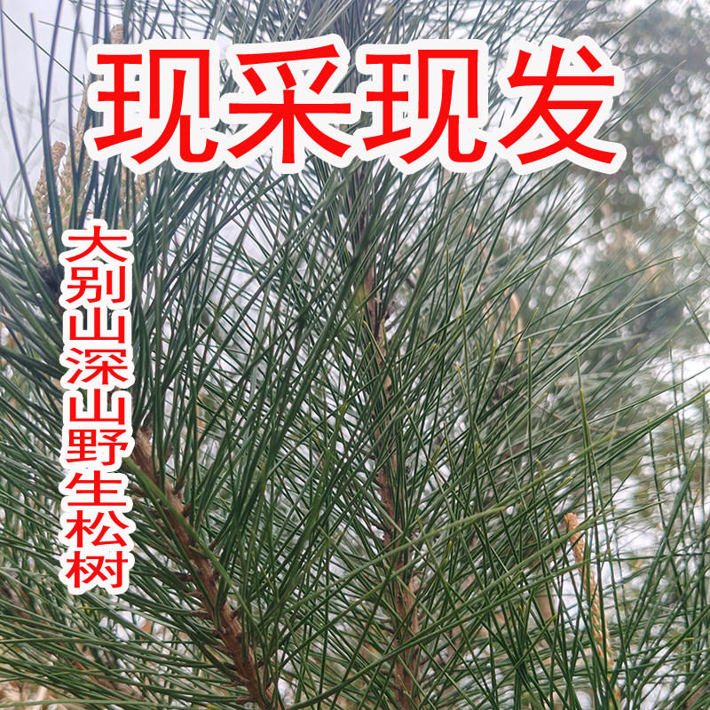 大别山新鲜野生松针松叶天然松针马尾松新鲜发货野生松枝松叶干货