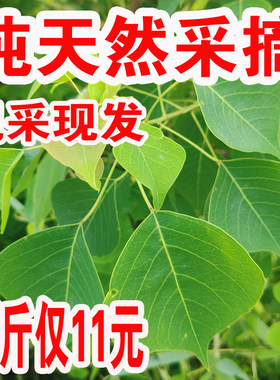 新鲜木子树枝叶乌桕叶