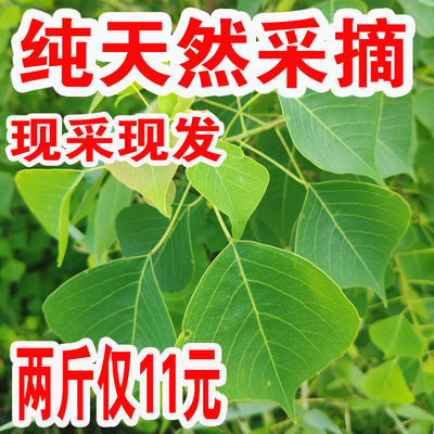 新鲜木子树枝叶乌桕叶