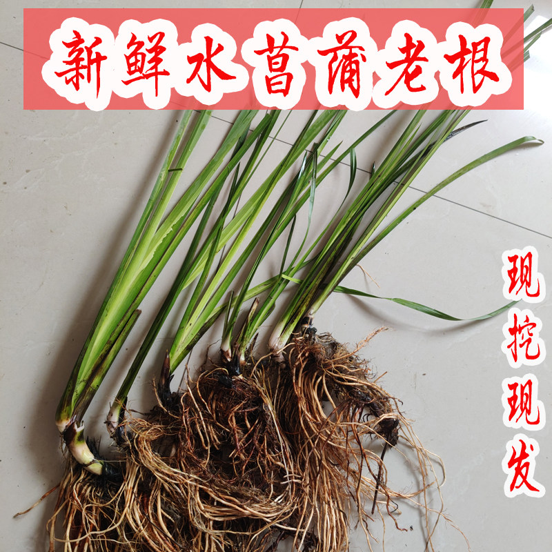水菖蒲龙根老根水菖蒲 苗水剑草灯芯草 净化水质挺水植物养鱼养龟