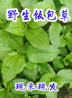 野生天然饭包草竹叶菜竹根草