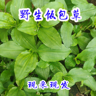 野生天然饭包草竹叶菜竹根草火柴头草 卵叶鸭跖草圆叶鸭跖草新鲜