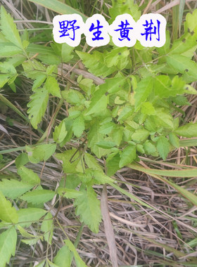 野生黄荆五指风五指柑黄荆柴苗