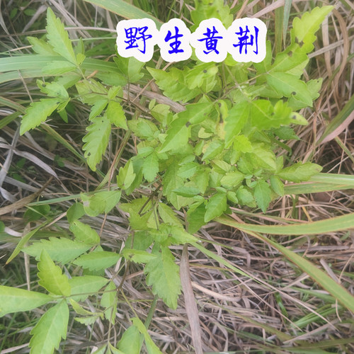 野生黄荆五指风五指柑黄荆柴苗