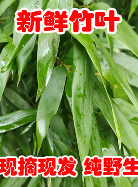 大别山新鲜竹子叶枝 山竹叶中药材 竹叶现采现发青竹叶新鲜竹叶芯