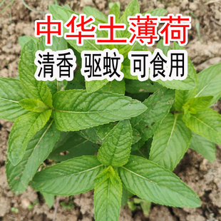 中华野生土薄荷苗 可食用薄荷银丹草根 大别山野生土薄荷清凉驱蚊