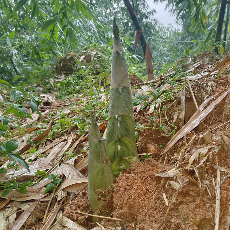 广东新鲜现挖非广西竹笋野生大头苦麻竹笋绿皮农家原生态绿色竹笋
