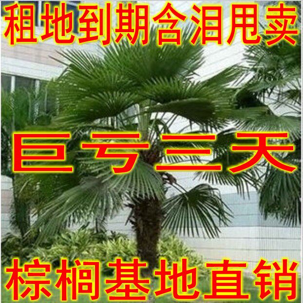 棕榈树苗棕树苗蒲葵老人葵扇子树苗四季常青绿化苗木庭院植物盆栽在类目 鲜花速递/花卉仿真/绿植园艺, 花园植物/行道树/果树, 行道树/乔木中 - 来自Buy2taobao.com提供专业的淘宝代购服务