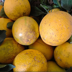 正宗赣南寻乌脐橙【花皮橙果皮丑但不影响口感】便宜实惠