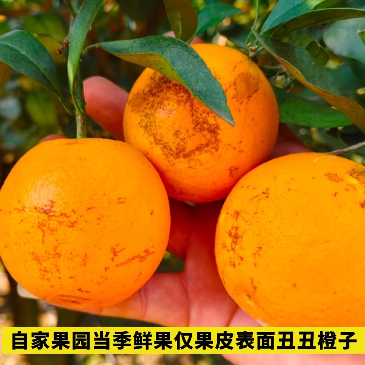 江西脐橙花皮果当季鲜果现摘十斤包邮中大果手剥橙榨汁橙子水果,水产肉类/新鲜蔬果/熟食,橙,淘宝优惠券,粉丝福利购,淘宝优惠卷