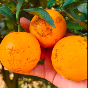 赣南脐橙现摘 花皮橙仅果皮表面丑介意勿买 不影响口感香甜爆汁