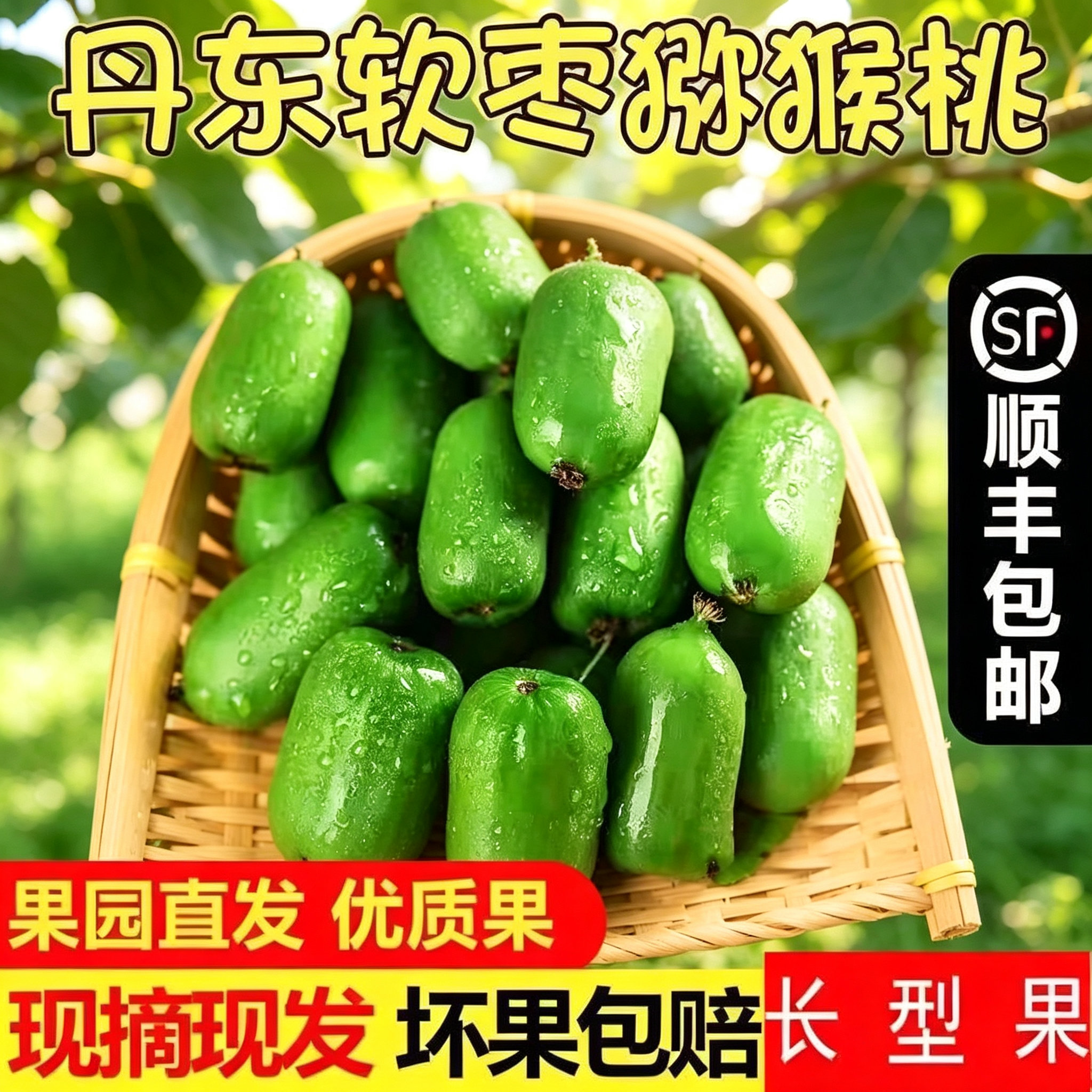 丹东软枣猕猴桃圆枣子园枣水果现摘现发长型大果奇异莓正宗老树