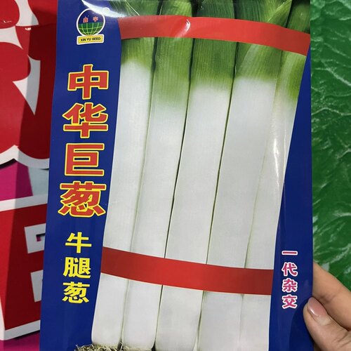 中华巨葱牛腿葱种大葱种子秋季大葱籽50克新籽可鲜食可晒干葱包邮