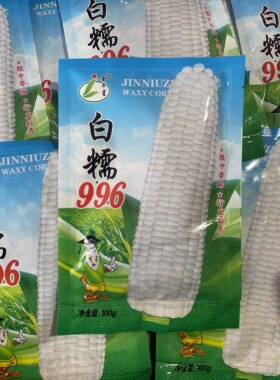 白糯996甜糯玉米种子东北农家粘苞米籽甜加糯白糯玉米大棒不秃尖