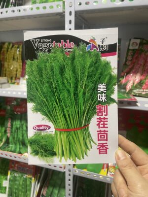 东北割茬茴香种子大叶茴香籽干净