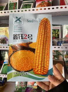 鑫钰2号黄笨玉米种子农家老品种不甜不粘黄笨苞米籽苞米碴苞米面