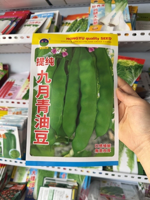 九月青晚油豆角种子好再来恋秋