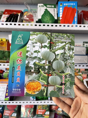 迷你灰贝贝南瓜种子粉质南瓜种籽农家窝瓜籽粉糯香甜板栗小南瓜籽