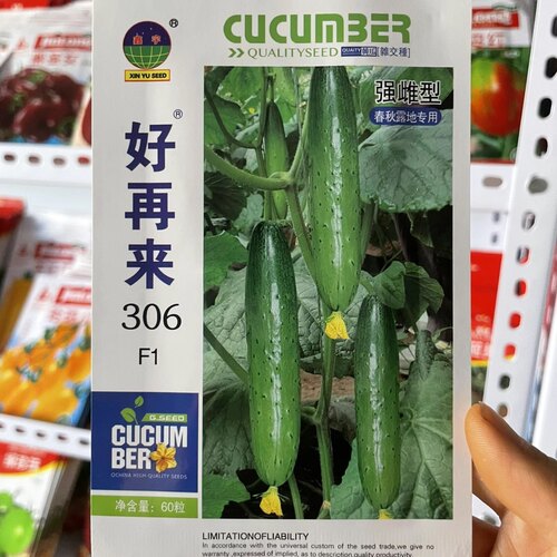 好再来306F1强雌黄瓜种子旱黄瓜籽东北农家绿瓤黄瓜种籽60粒包邮
