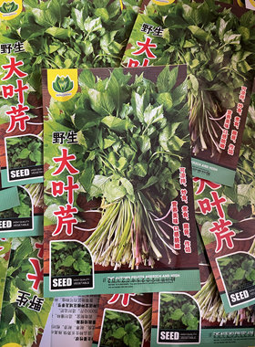 大叶芹菜种子农家菜园