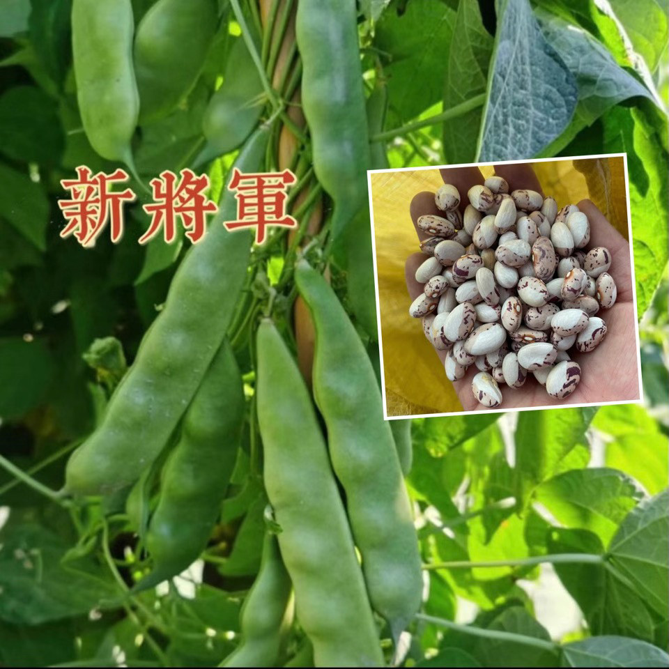 东北新籽奥霸新将军油豆角种子架豆豆角籽将军豆角种籽包邮春季