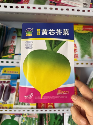 黄芯芥菜种子芥菜籽黄心芥菜种籽农家芥菜嘎哒籽黄瓤芥菜咸菜嘎哒