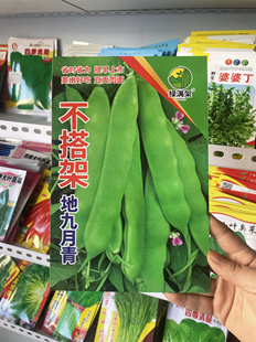 不搭架地九月青油豆角种子东北农家矮生豆角籽油绿面糊无筋无柴