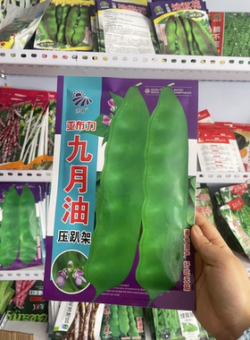 九月油豆角种子东北农家无筋豆角籽搭架油豆角子面糊晒丝