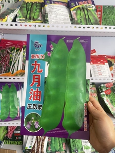 九月油豆角种子东北农家无筋豆角籽搭架油豆角子面糊晒丝