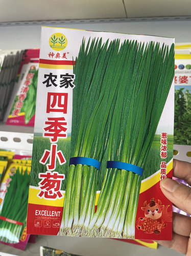 新籽东北小葱种子春秋小葱种籽农家白露小葱籽辣味浓非香葱蘸酱菜 - 封面