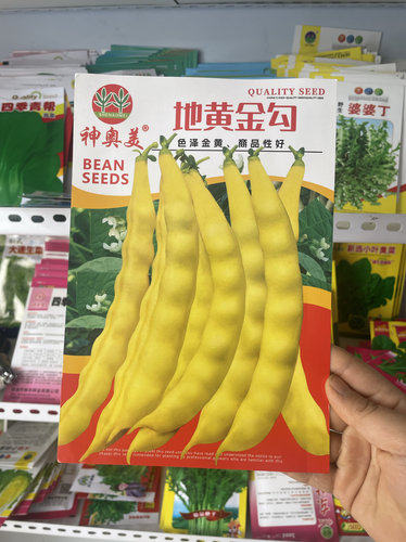 地黄金钩豆角种子早熟黄金钩豆角籽春夏秋种植蔬菜种子矮生不搭架