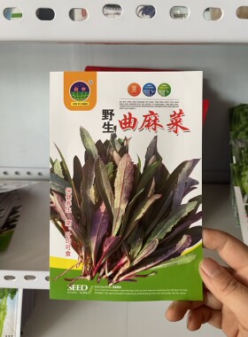 曲麻菜种子野生苦麻菜籽山野菜种籽农家老品种300粒包邮