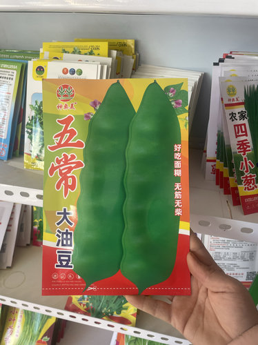 五常大油豆角种子东北油豆角籽搭架大油豆角种籽面糊无筋无柴