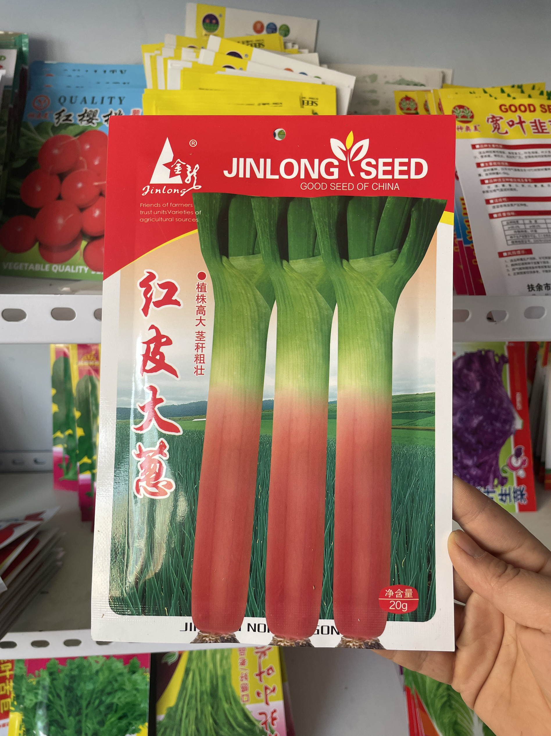 红皮大葱籽东北大葱种子白露葱干葱独根大葱种籽红根大葱籽20克