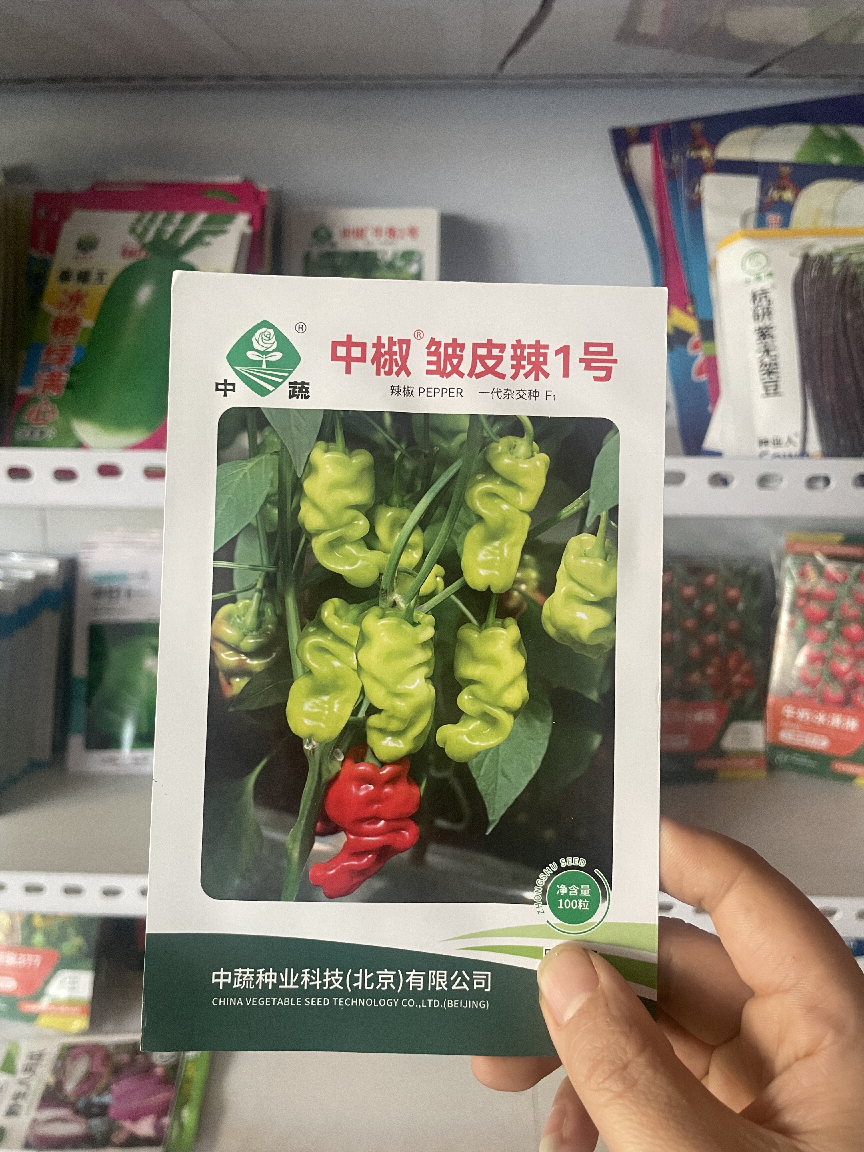 皱皮辣一号辣椒种子青辣椒种籽家庭种植青红辣椒籽农家菜园辣椒