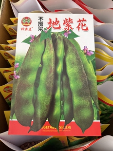 不搭架地紫花油豆角种子东北农家豆角籽矮生墩豆角种籽无筋早熟