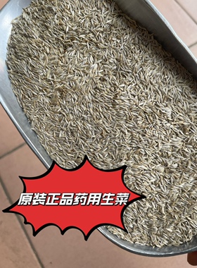 原装新籽农家生菜籽白籽玻璃生菜籽黑籽大速生菜种子干净饱满包邮