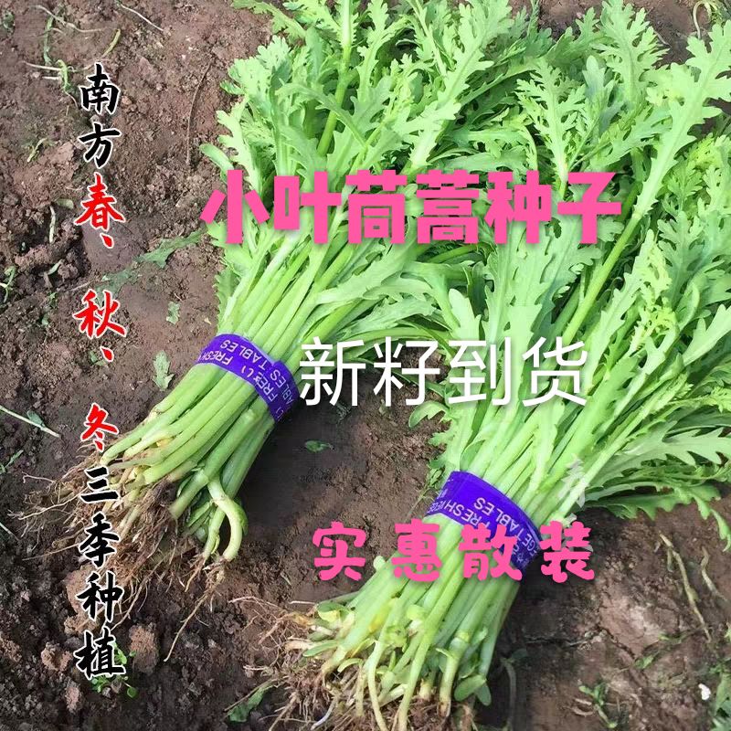 东北农家新籽蔬菜种子散装小叶茼蒿种子清香光杆茼蒿籽种植包邮-封面