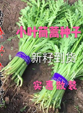农家菜园茼蒿种子散装新籽