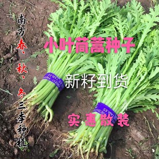 东北农家新籽蔬菜种子散装小叶茼蒿种子清香光杆茼蒿籽种植包邮