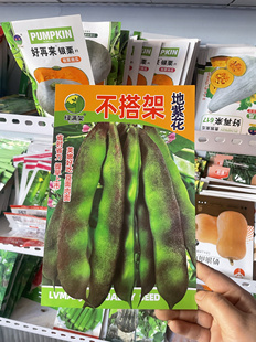 不搭架地紫花油豆角种子东北农家豆角籽矮生墩豆角种籽无筋早熟