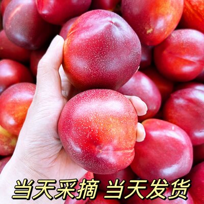 辽宁盖县黄心油桃脆甜可口3斤