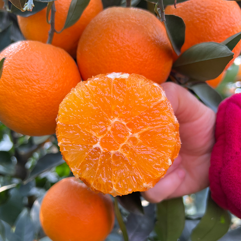 新鲜时令水果秭归脐橙水果