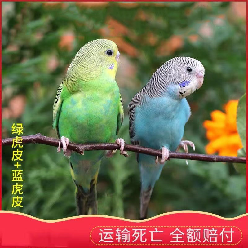 活鸟虎皮鹦鹉玄凤鹦鹉