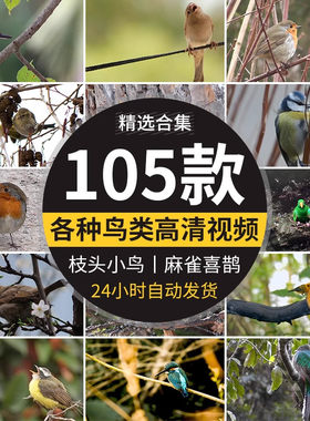 春天各种鸟类特写树枝头小鸟麻雀喜鹊杜鹃布谷鸟剪辑实拍视频素材
