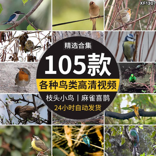 春天各种鸟类特写树枝头小鸟麻雀喜鹊杜鹃布谷鸟剪辑实拍视频素材
