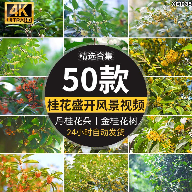 桂花金桂丹桂空镜头飘香桂花树特写八月桂花香高清实拍短视频素材