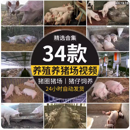 养殖场散养肉猪小猪仔猪崽生猪母猪饲养猪圈畜牧业猪场短视频素材