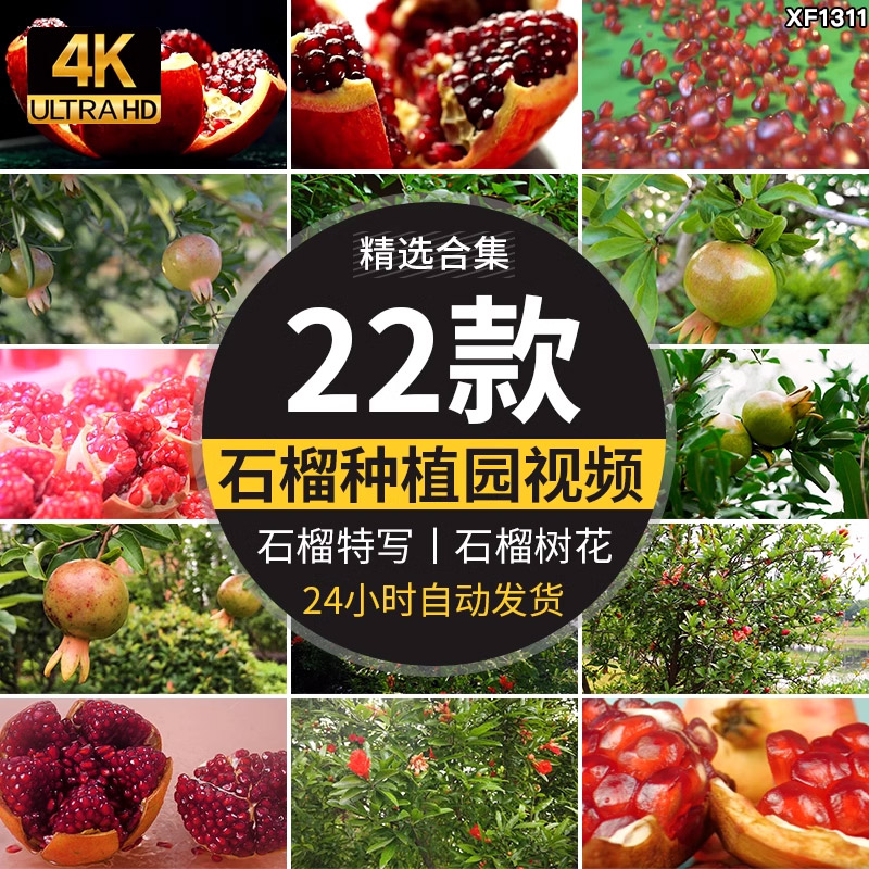 石榴种植园果园水果软籽石榴树开花结果植物实拍特写剪辑视频素材